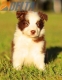 Border Collie Rojo Bicolor Hembra #784H37151.jpg