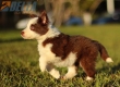 Border Collie Rojo Bicolor Hembra #784H37152.jpg