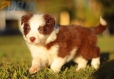 Border Collie Rojo Bicolor Hembra #784H37153.jpg