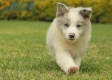 Border Collie Slate Mirlo Bicolor Hembra #1009H37521.jpg