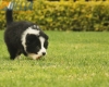 Border Collie Negro Bicolor Macho #1009M17525.jpg