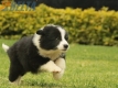 Border Collie Negro Bicolor Macho #1009M17526.jpg