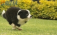 Border Collie Negro Bicolor Macho #1009M17527.jpg