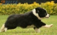 Border Collie Negro Bicolor Macho #1009M17528.jpg