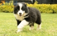 Border Collie Negro Bicolor Macho #1009M17529.jpg