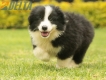 Border Collie Negro Bicolor Macho #1009M17530.jpg