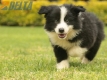 Border Collie Negro Bicolor Macho #1009M17531.jpg