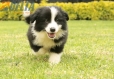 Border Collie Negro Bicolor Macho #1009M17532.jpg