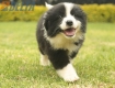 Border Collie Negro Bicolor Macho #1009M17533.jpg