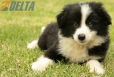 Border Collie Negro Bicolor Macho #1009M17534.jpg