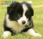 Border Collie Negro Bicolor Macho #1009M17536.jpg