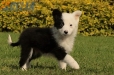 Border Collie Negro Bicolor Hembra #1014H47609.jpg