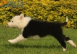 Border Collie Negro Bicolor Hembra #1014H47610.jpg