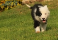Border Collie Negro Bicolor Hembra #1014H47611.jpg