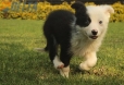 Border Collie Negro Bicolor Hembra #1014H47612.jpg