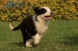 Border Collie Negro Bicolor Hembra #1014H47613.jpg
