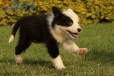 Border Collie Negro Bicolor Hembra #1014H47614.jpg