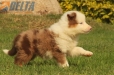 Border Collie Rojo Mirlo Tricolor Macho #1016M17628.jpg