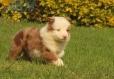 Border Collie Rojo Mirlo Tricolor Macho #1016M17629.jpg