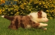 Border Collie Rojo Mirlo Tricolor Macho #1016M17630.jpg