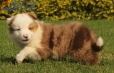 Border Collie Rojo Mirlo Tricolor Macho #1016M17631.jpg