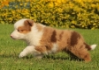 Border Collie Rojo Mirlo Tricolor Macho #1016M17632.jpg