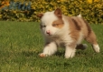 Border Collie Rojo Mirlo Tricolor Macho #1016M17633.jpg