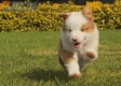 Border Collie Rojo Mirlo Tricolor Macho #1016M17636.jpg