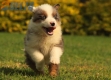 Border Collie Violeta Mirlo Tricolor Macho #1016M37657.jpg