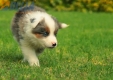 Border Collie Violeta Mirlo Tricolor Macho #1016M37658.jpg