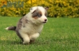 Border Collie Violeta Mirlo Tricolor Macho #1016M37659.jpg