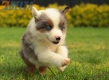 Border Collie Violeta Mirlo Tricolor Macho #1016M37660.jpg