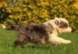 Border Collie Violeta Mirlo Tricolor Macho #1016M37661.jpg