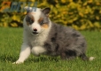 Border Collie Violeta Mirlo Tricolor Macho #1016M37662.jpg