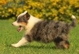 Border Collie Violeta Mirlo Tricolor Macho #1016M37663.jpg