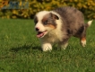 Border Collie Violeta Mirlo Tricolor Macho #1016M37664.jpg