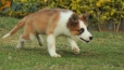 Border Collie Sable Bicolor Macho #1074M17774.jpg