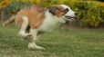 Border Collie Sable Bicolor Macho #1074M17775.jpg