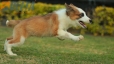 Border Collie Sable Bicolor Macho #1074M17776.jpg