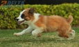 Border Collie Sable Bicolor Macho #1074M17777.jpg