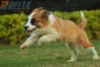 Border Collie Sable Bicolor Macho #1074M17778.jpg