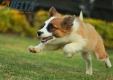 Border Collie Sable Bicolor Macho #1074M17779.jpg