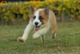 Border Collie Sable Bicolor Macho #1074M17780.jpg