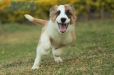 Border Collie Sable Bicolor Macho #1074M17781.jpg