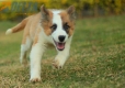 Border Collie Sable Bicolor Macho #1074M17782.jpg