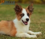 Border Collie Sable Bicolor Macho #1074M17783.jpg