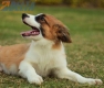 Border Collie Sable Bicolor Macho #1074M17785.jpg