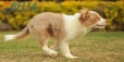 Border Collie Apricot Mirlo Tricolor Hembra #1076H27786.jpg