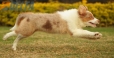 Border Collie Apricot Mirlo Tricolor Hembra #1076H27787.jpg