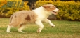 Border Collie Apricot Mirlo Tricolor Hembra #1076H27788.jpg